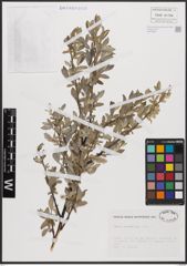 Foto von Salix cantabrica Rech. f.